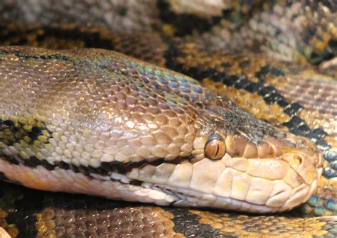 Image result for What Is a Reticulated Python