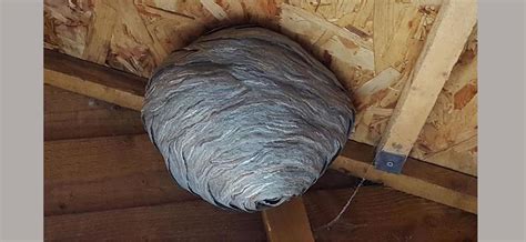 Pest Control Durham に対する画像結果