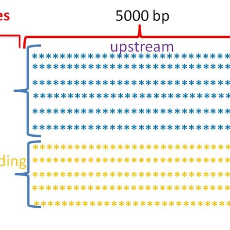 Afbeeldingsresultaten voor Distribution of Coding and Non-Coding