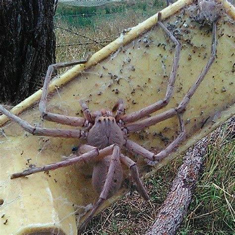 Image result for Huntsman Spider Arizona