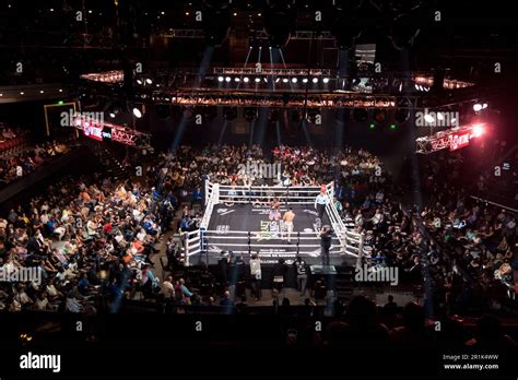 Showtime Boxing Nvedan に対する画像結果