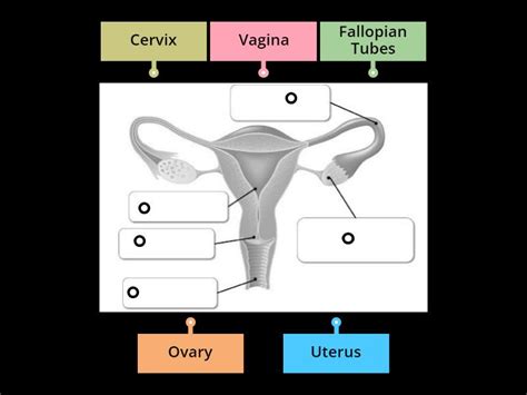 Female Reproductive System Labelled に対する画像結果