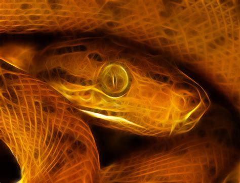 Neon Python Meme に対する画像結果