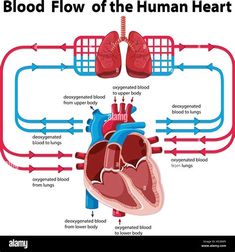 Image result for Heart Circulation Process