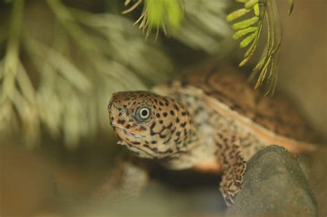 Loggerhead Musk Turtle に対する画像結果