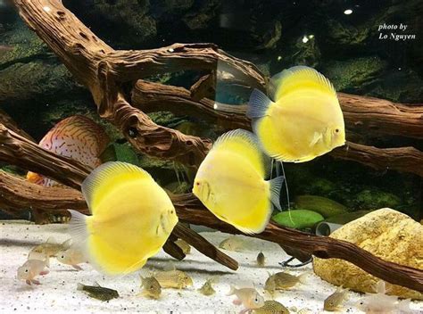 Freshwater Discus Fish に対する画像結果