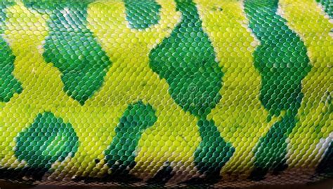 Image result for Green Python Skin