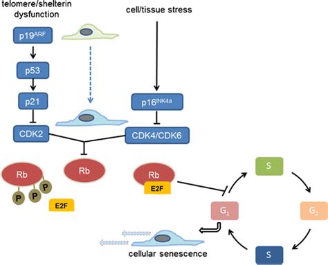 Image result for Senescence Pathways