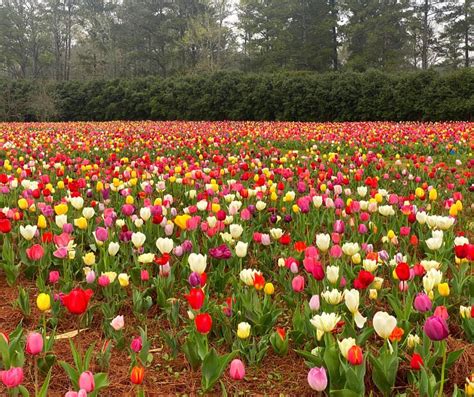 Image result for Atlanta Late Afternoon Spring