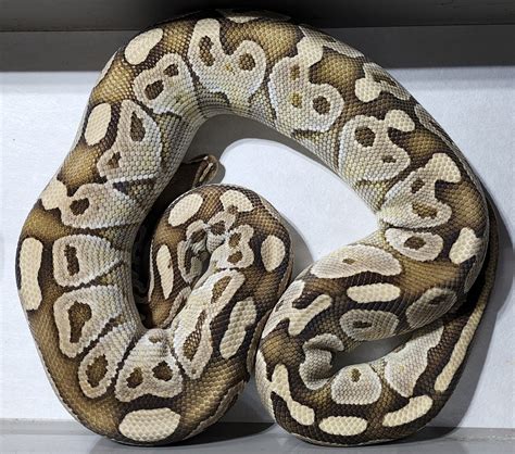 Image result for Adult Sunset Ball Python