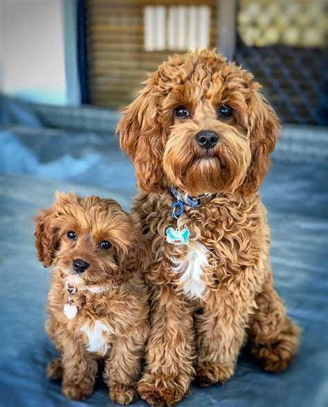 Cavapoo Puppies Breeders に対する画像結果