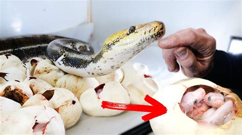 Image result for Yellow Python Eggs