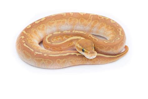 Toradh íomhá ar Ball Python Sunset Made From