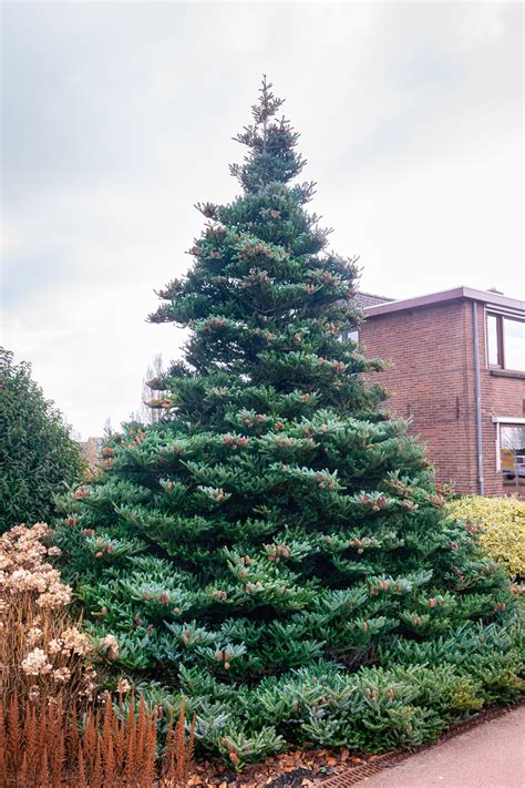 Image result for Christmas Tree Types Chart