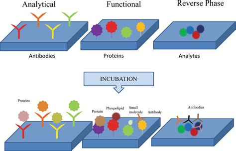 Microarray Analysis Bidirectional Replication に対する画像結果