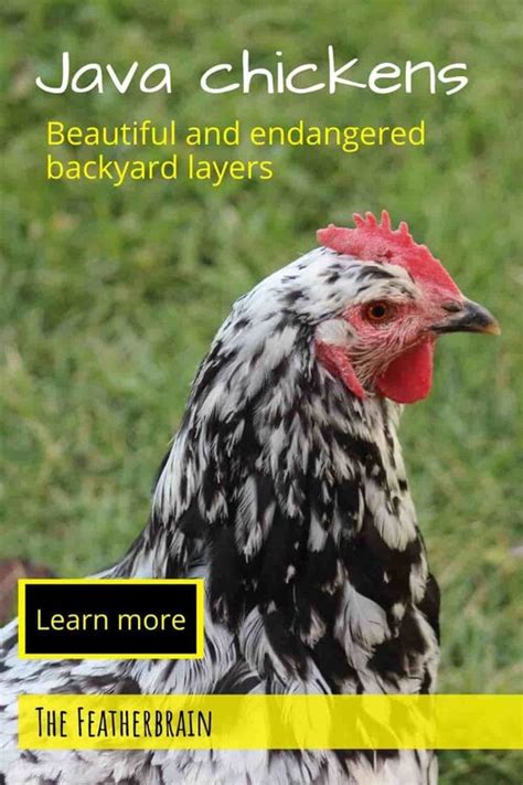 Image result for White Java Chicken