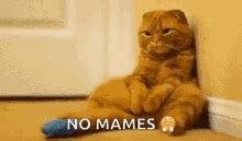 Image result for No Cheating PNG