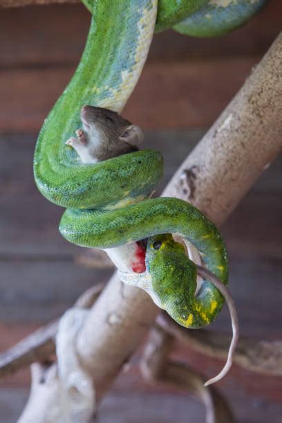 Image result for Python Snake Eating