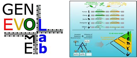 Image result for Gvakk Path Lab