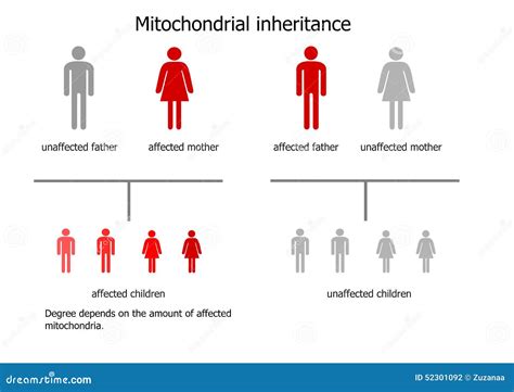 Toradh íomhá ar Mitochondrial Inheritance Pattern
