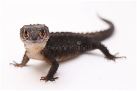 Toradh íomhá ar Red-Eyed Python