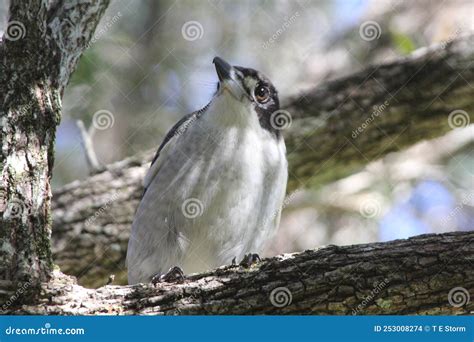 Image result for Australian Butcher Bird Sound