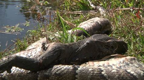 Toradh íomhá ar Dead Python Head