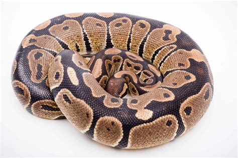 Résultat d’images pour Ivory Spider Ball Python