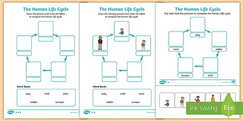 Image result for Human Life Cycle Worksheet
