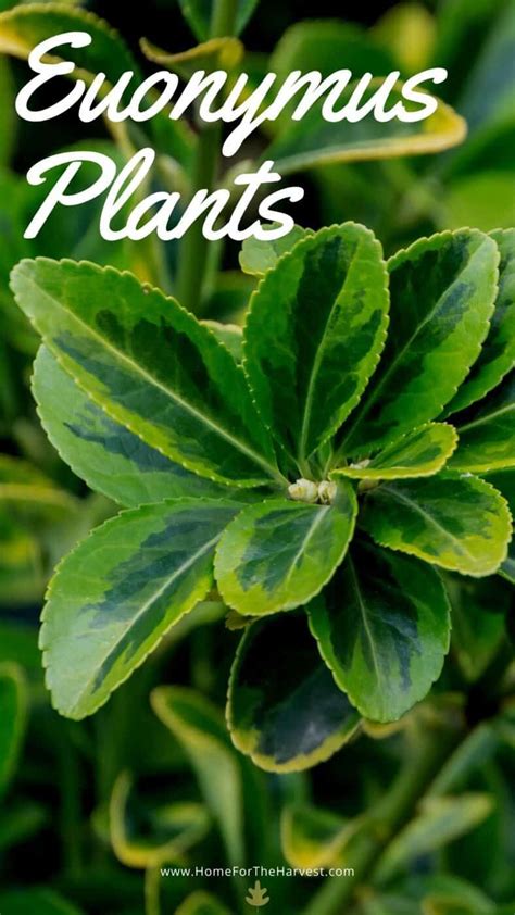 Image result for Propogate Euonymus