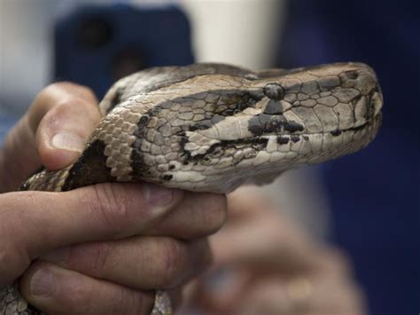 Image result for German Python Dnake