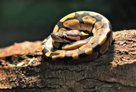 Image result for Ball Python Snake