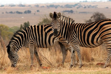 Toradh íomhá ar Zebra Gamer LBP