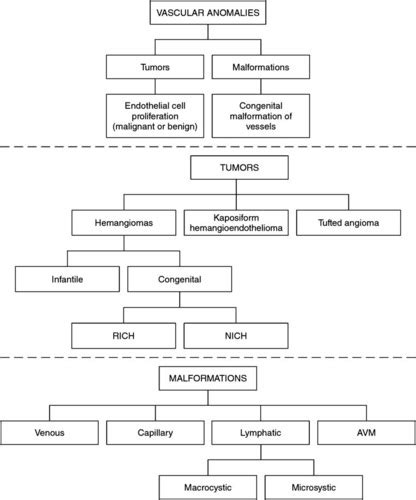 Image result for XLS Chart of Vasular Findings Quizlet