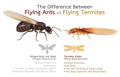 Flying Ants vs Termites に対する画像結果