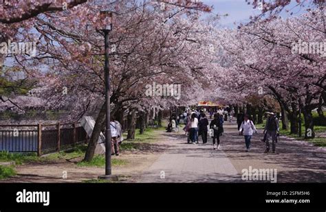 Toradh íomhá ar Hanami Path