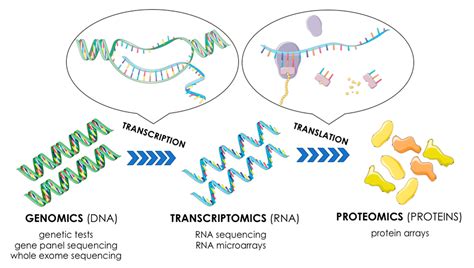 Image result for Understanding Transcriptomics