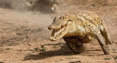 Toradh íomhá ar How Fast Are Alligators On Land