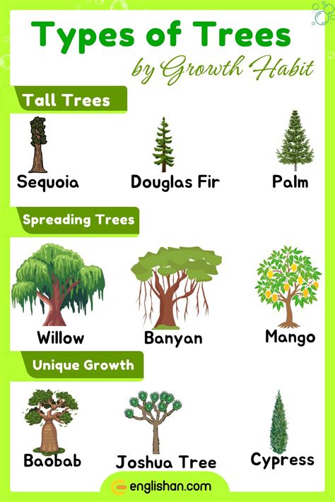 Image result for Tree Varieties