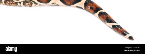 Image result for Tail of a Python