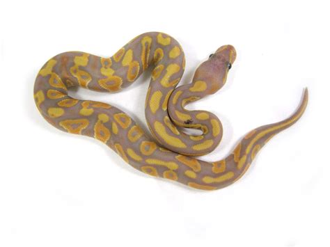 Afbeeldingsresultaten voor Coral Ball Python