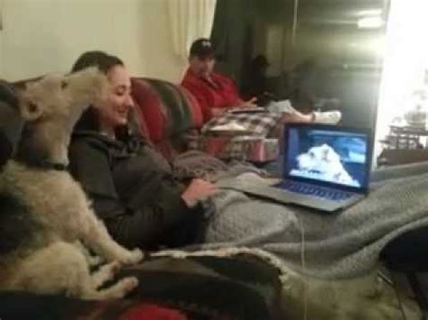 Image result for Dogs On a Video Call Meme