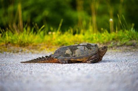 Full Size Snapping Turtle に対する画像結果