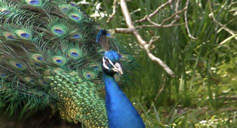 Afbeeldingsresultaten voor Craigslist Put In