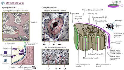 Afbeeldingsresultaten voor Compact Bone Under Microscope Label