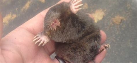 Animals with Spots に対する画像結果