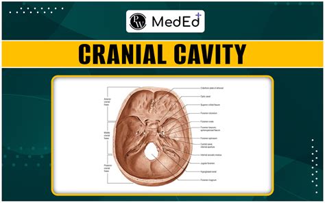 Toradh íomhá ar Python Brain Cavity