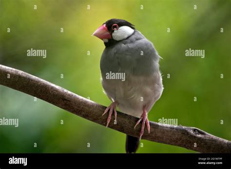 Afbeeldingsresultaten voor Java Sparrow Tree