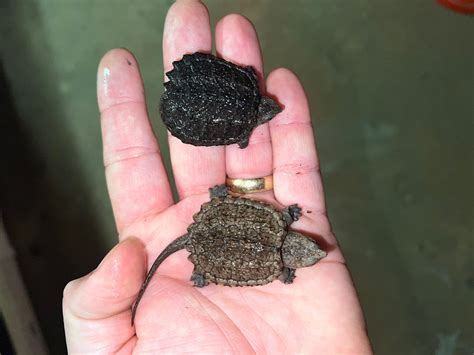 Realistic Chewtle Snapping Turtle に対する画像結果