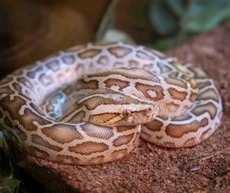 Ball Python Sleep に対する画像結果